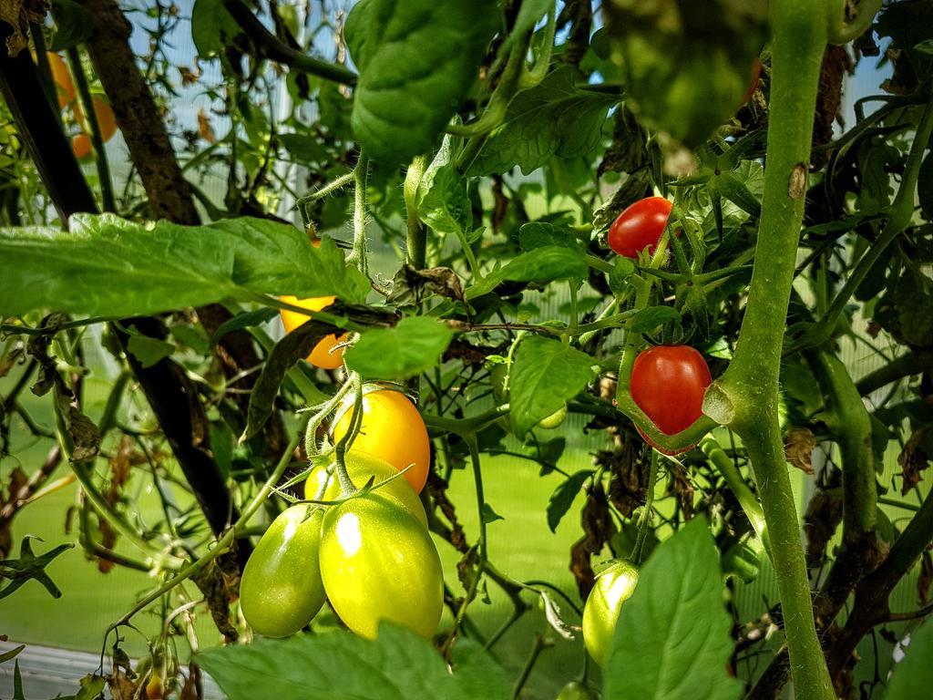 דירות מריה אלם אם שטיינרנן מיר Biobauernhof Stegerbauer מראה חיצוני תמונה